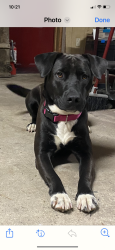 Lost Female Dog last seen Dunstan rd, Greensboro, NC 27405