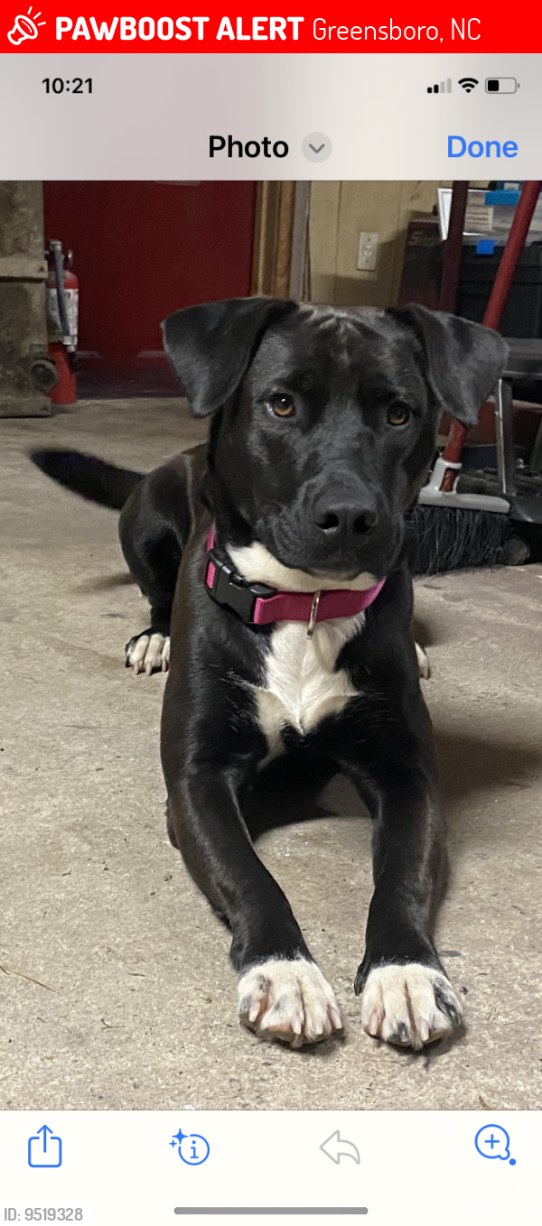 Lost Female Dog last seen Dunstan rd, Greensboro, NC 27405