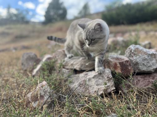 Lost Male Cat last seen Near mosquito pass dr, Colorado Springs, CO 80917