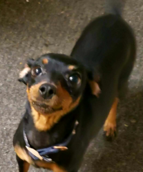 Lost Female Dog last seen Springhill Suites, Courtyard, Hilton Garden Inn Tuscaloosa, Academy, CMX Theater, Whataburger, Tuscaloosa, AL 35405