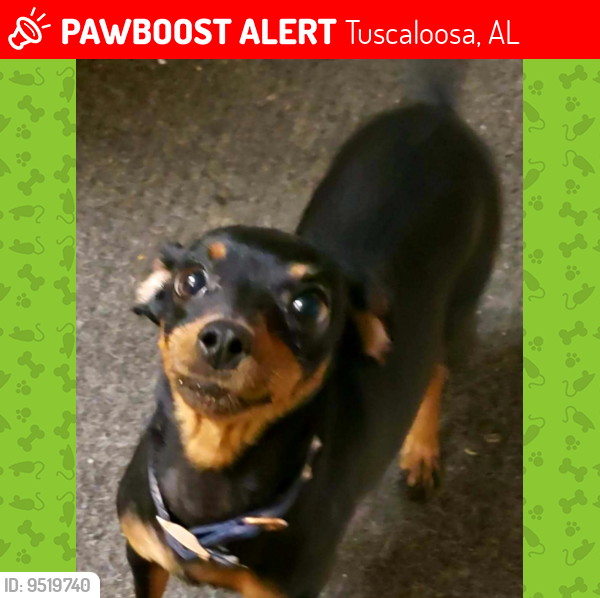 Lost Female Dog last seen Springhill Suites, Courtyard, Hilton Garden Inn Tuscaloosa, Academy, CMX Theater, Whataburger, Tuscaloosa, AL 35405