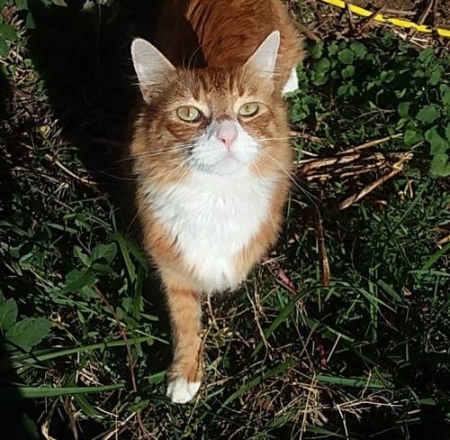 Lost Male Cat last seen Bria Ct & Greenpond Rd, Reidville/ Sugar Tit area, Woodruff, SC 29388