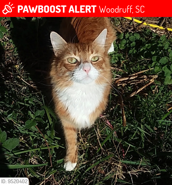 Lost Male Cat last seen Bria Ct & Greenpond Rd, Reidville/ Sugar Tit area, Woodruff, SC 29388