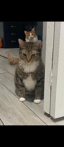 Lost Female Cat last seen 73rd and St Louis, Chicago, IL 60629