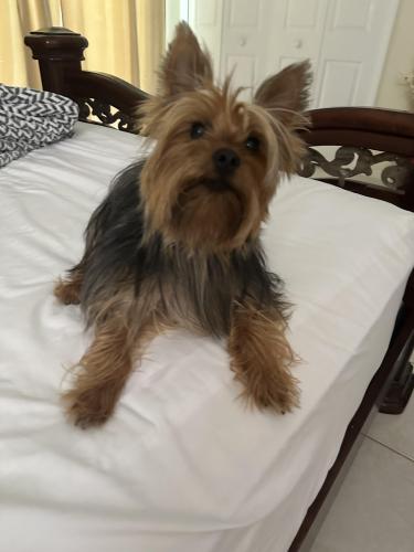 Lost Male Dog last seen Roosevelt Ave , Lehigh Acres, FL 33936