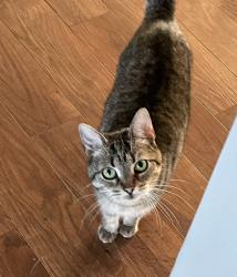 Lost Female Cat last seen Jennifer Ln, Lakemoor, IL 60051