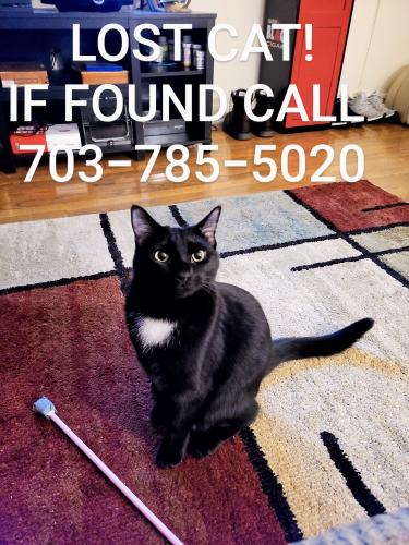 Lost Female Cat last seen Wilson blvd, Arlington, VA 22201