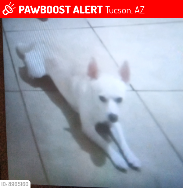 Lost Male Dog last seen Felix & Palo Verde (Quick stop liquor store), Tucson, AZ 85706