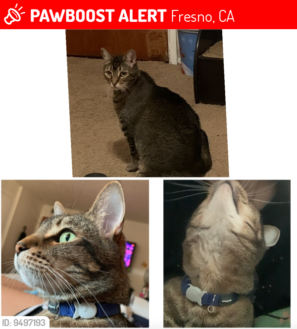 Lost Male Cat last seen Near E. Sumner Ave, Fresno, CA 93725