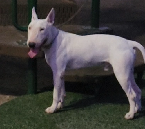 Lost Male Dog last seen Near w Cordes rd , Tolleson, AZ 85353