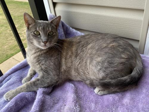 Lost Female Cat last seen Near Phoenix Ln NW, Kennesaw, GA 30144
