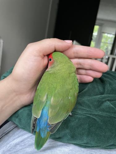 Lost Male Bird last seen Irving Park and Kedzie, Chicago, IL 60618