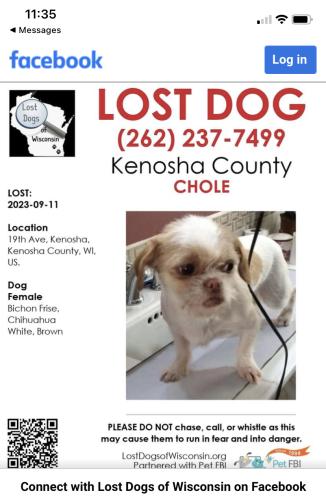 Lost Female Dog last seen 47th st and 19th ave , Kenosha, WI 53140