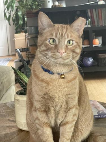 Lost Male Cat last seen Midsummer Circle and Upshire Circle, Gaithersburg, MD 20878