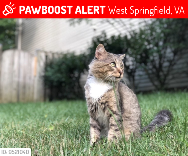 Lost Male Cat last seen Daventry neighborhood, West Springfield, VA 22152