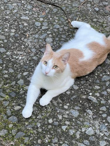 Lost Male Cat last seen Near Lexington Mill Subdivision, Barrow County, GA 30548