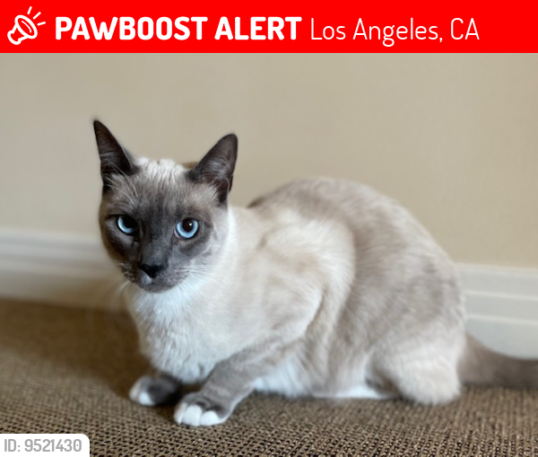 Lost Male Cat last seen Weslin Ave and Stonehill Place, Sherman Osks, CA, Los Angeles, CA 91423