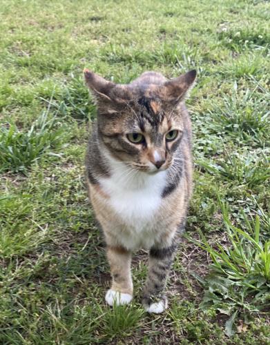 Lost Female Cat last seen Cedar Bluff / Bob Gray / West Knoxville, Knoxville, TN 37923