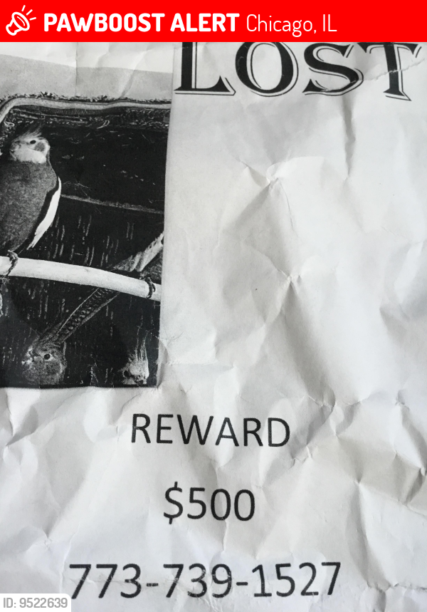 Lost Male Bird last seen Thorndale/Winthrop, Chicago, IL 60660