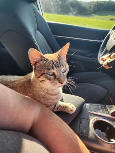 Lost Male Cat last seen Crum rd and liberty rd , Frederick, MD 21701