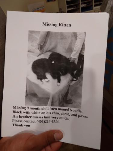 Lost Male Cat last seen Mount and Johnson, Missoula, MT 59801