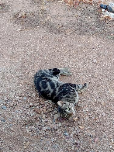 Lost Male Cat last seen Wilmont , Tucson, AZ 85756