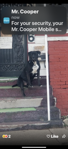 Lost Male Dog last seen 32nd Graceland Ave, Boulevard , Indianapolis, IN 46208