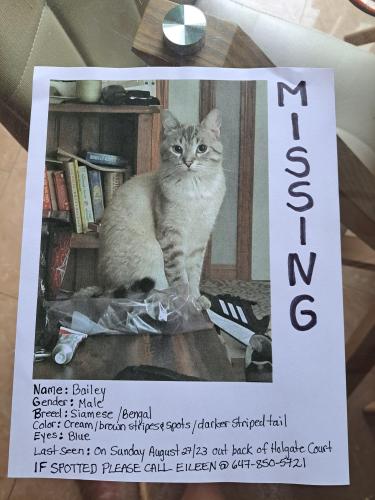 Lost Male Cat last seen Holgate crt/Lakecrest trail, Brampton, ON L6Z