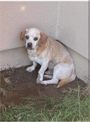 Lost Male Dog last seen Windmill Winery, Florence, AZ 85132