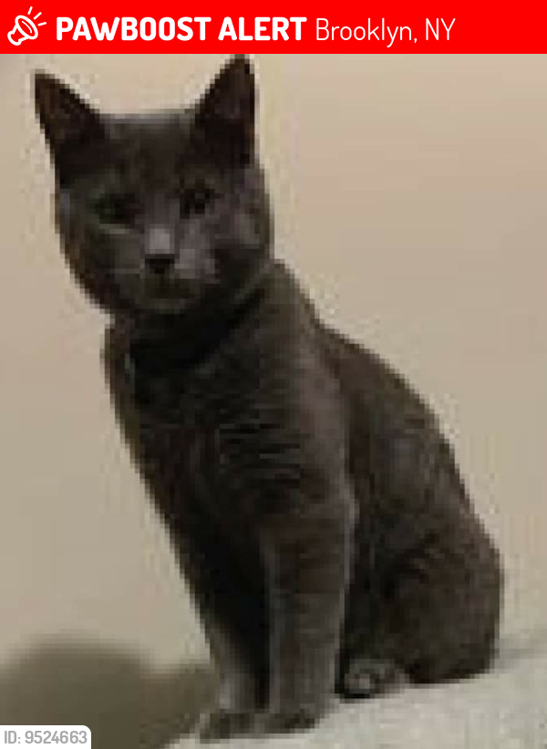 Lost Male Cat last seen 94th St and Ridge , Brooklyn, NY 11209