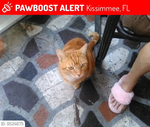 Lost Male Cat last seen Between Pleasant Hill and Hamm Brown Rd, Kissimmee, FL 34746