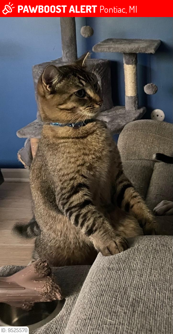 Lost Male Cat last seen Telegraph Rd and Walton Blvd, Pontiac, MI 48340