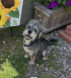 Lost Male Dog last seen Santa Fe Springs, Santa Fe Springs, CA 90670