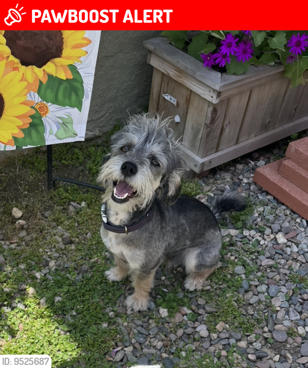 Lost Male Dog last seen Santa Fe Springs, Santa Fe Springs, CA 90670