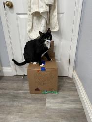 Reunited Male Cat last seen Fallview Street close to Ironhorse Trail, San Ramon, CA 94583