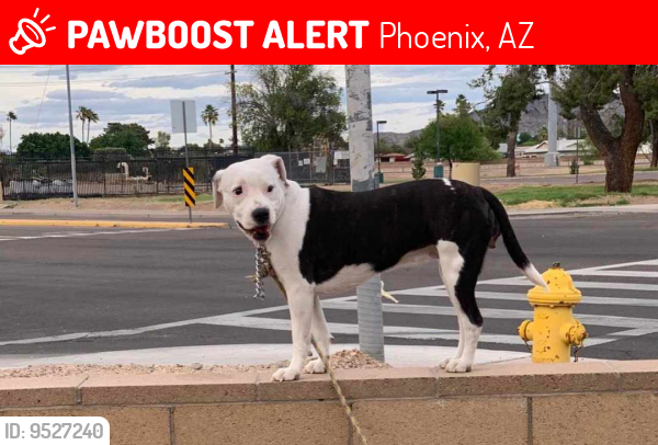 Lost Female Dog last seen 39th ave and Eva, Phoenix, AZ 85051