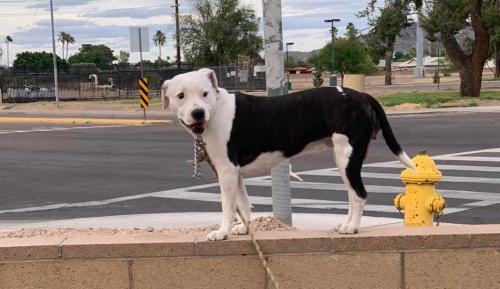 Lost Female Dog last seen 39th ave and Eva, Phoenix, AZ 85051