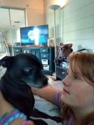 Reunited Male Dog last seen 62nd Ave, St. Petersburg, FL 33702