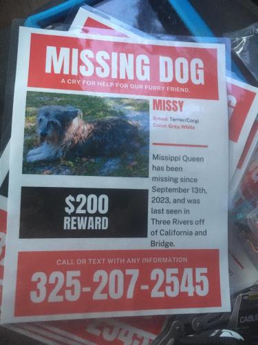 Lost Female Dog last seen California & Bridge, Fort White, FL 32038