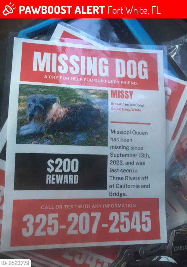 Lost Female Dog last seen California & Bridge, Fort White, FL 32038