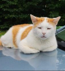 Lost Male Cat last seen Bow Bog Rd., Bow Center Rd., Laurel Dr., Smokey Rd., Ogden Dr., Nesbitt Dr, Sharon Dr, Crockett Dr, Bow, NH 03304