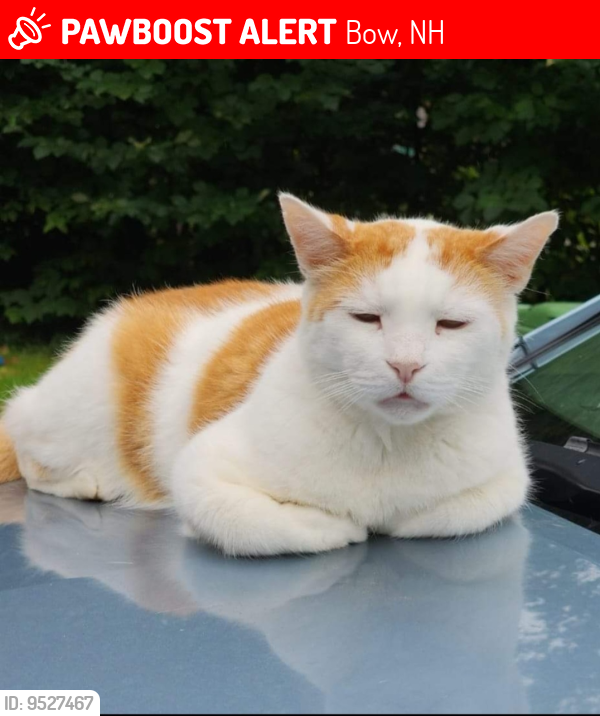 Lost Male Cat last seen Bow Bog Rd., Bow Center Rd., Laurel Dr., Smokey Rd., Ogden Dr., Nesbitt Dr, Sharon Dr, Crockett Dr, Bow, NH 03304