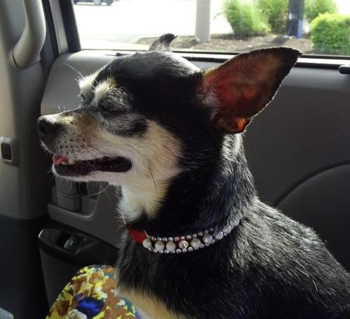Lost Female Dog last seen Marilyn Drive, Alexandria, VA 22310, Alexandria, VA 22310