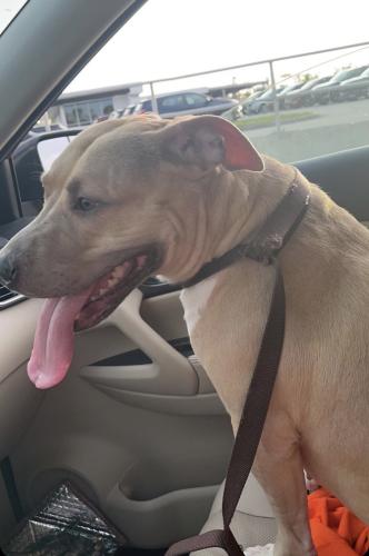 Lost Female Dog last seen Zoysia rd, North Fort Myers, FL 33917