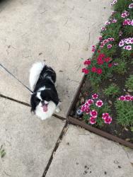 Reunited Male Dog last seen Near Ridge Cir Dr, San Antonio, TX 78233, USA, San Antonio, TX 78233