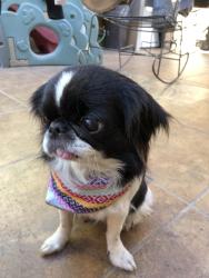 Reunited Female Dog last seen Near Ridge Cir Dr, San Antonio, TX 78233, USA, San Antonio, TX 78233