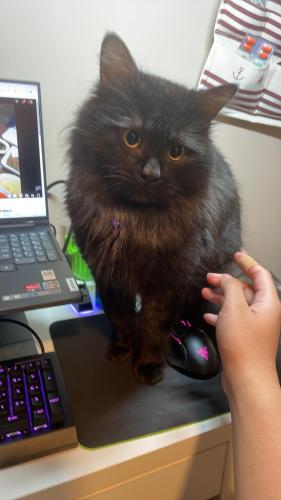 Lost Male Cat last seen Near high mill court Owings Mill MD 21117, Owings Mills, MD 21117