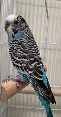 Lost Male Bird last seen Prairie Ave & Charles Ave, Naperville, IL 60540