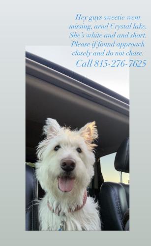 Lost Female Dog last seen Near Mchenry Ave street , Crystal Lake, IL 60014
