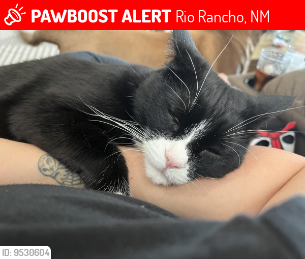 Lost Male Cat last seen Mountain Hawk Loop, Rio Rancho, NM 87144